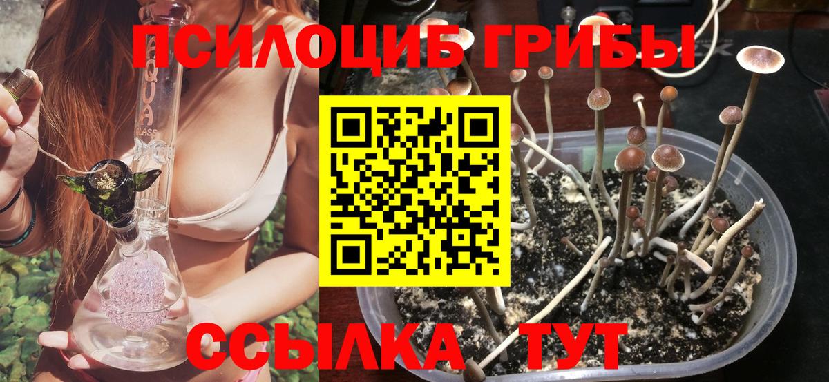 Галлюциногенные грибы Cubensis Осинники